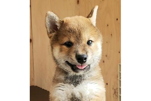 成約済の埼玉県の柴犬-80960