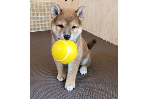 成約済の埼玉県の柴犬-80960の3枚目