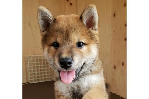 成約済の埼玉県の柴犬-80960の4枚目