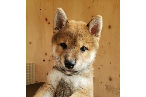 成約済の埼玉県の柴犬-80960の2枚目