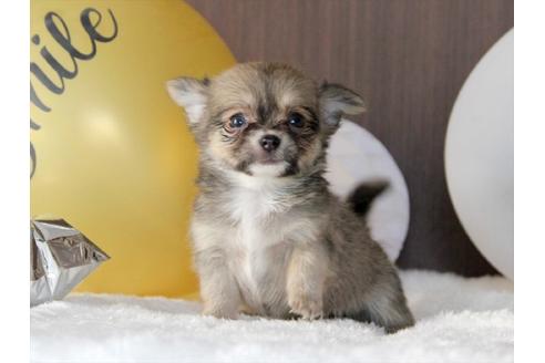 大阪府のロングコートチワワ 女の子 19 08 13生まれ フォーン 子犬id ブリーダーナビ