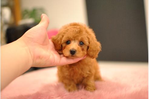 成約済の茨城県のトイプードル-81000の5枚目
