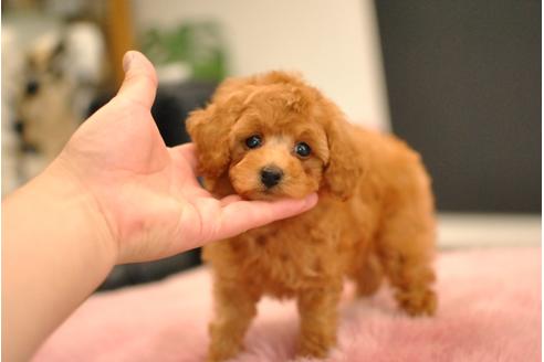 成約済の茨城県のトイプードル-81000の2枚目