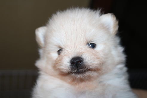 成約済の静岡県のポメラニアン-81014