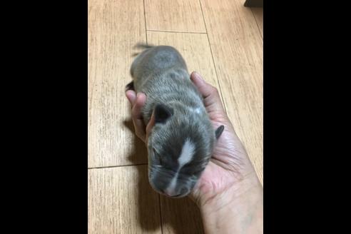 成約済の佐賀県のアメリカンピットブルテリア-81044の5枚目