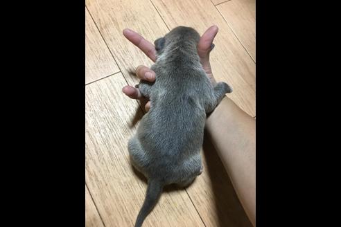 成約済の佐賀県のアメリカンピットブルテリア-81045の18枚目