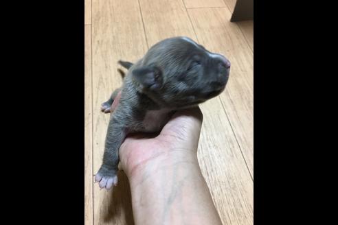 成約済の佐賀県のアメリカンピットブルテリア-81045の17枚目