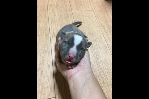 成約済の佐賀県のアメリカンピットブルテリア-81046