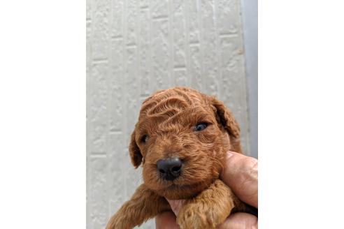 成約済の静岡県のトイプードル-81099の2枚目