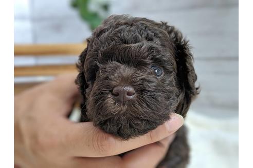 成約済の静岡県のトイプードル-79588の1枚目