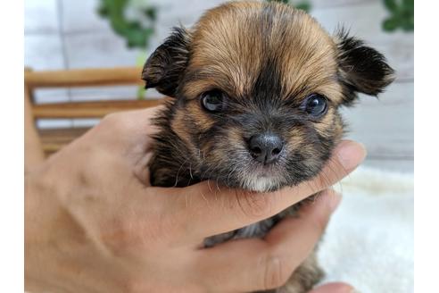 成約済の静岡県のチワワ(ロングコート)-79598の1枚目