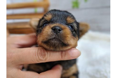 成約済の静岡県のヨークシャーテリア-81128の6枚目