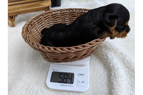 成約済の静岡県のヨークシャーテリア-81131の4枚目