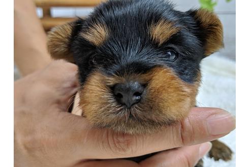 成約済の静岡県のヨークシャーテリア-81131