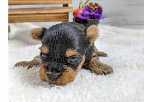 成約済の静岡県のヨークシャーテリア-81132の7枚目