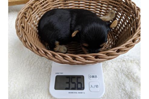 成約済の静岡県のヨークシャーテリア-81132の6枚目