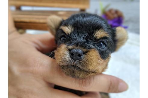 成約済の静岡県のヨークシャーテリア-81132の5枚目