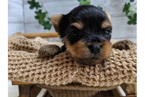 成約済の静岡県のヨークシャーテリア-81132の4枚目