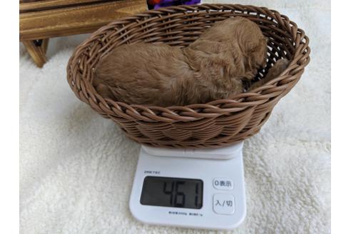 成約済の静岡県のトイプードル-81133の4枚目