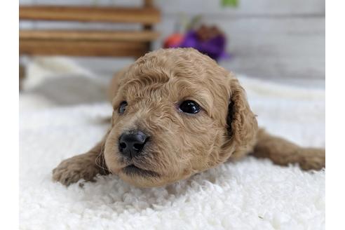 成約済の静岡県のトイプードル-81133