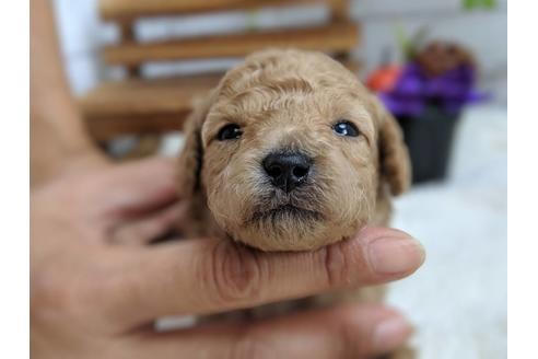 成約済の静岡県のトイプードル-81133の3枚目