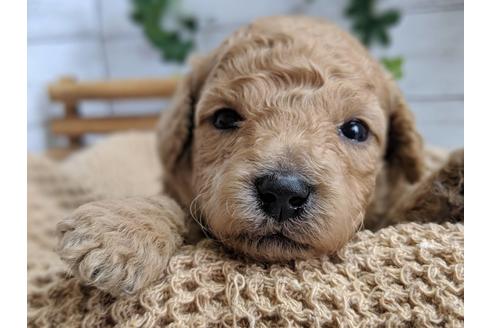 成約済の静岡県のトイプードル-81133の2枚目