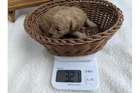 成約済の静岡県のトイプードル-81135の6枚目