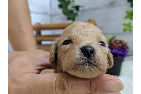 成約済の静岡県のトイプードル-81135の5枚目