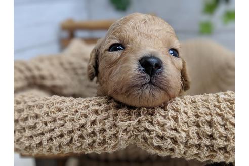 成約済の静岡県のトイプードル-81135の4枚目