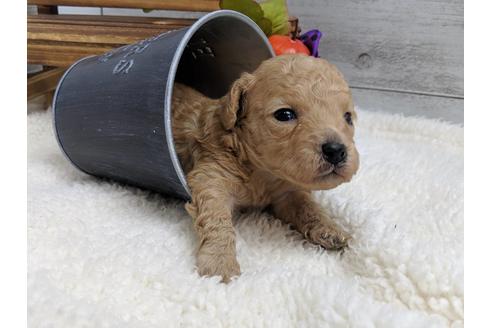 成約済の静岡県のトイプードル-81135の1枚目