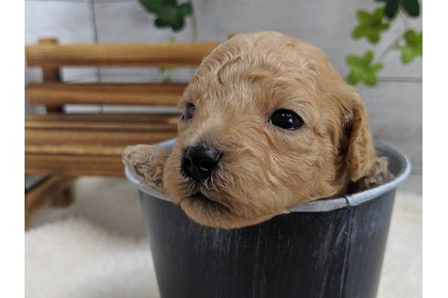 成約済の静岡県のトイプードル-81135の3枚目