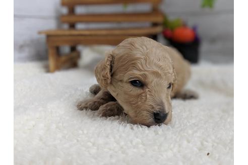 成約済の静岡県のトイプードル-81136の4枚目