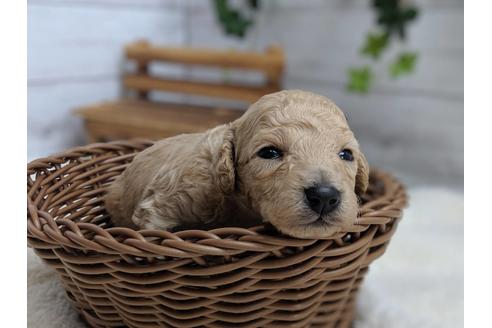 成約済の静岡県のトイプードル-81136の1枚目