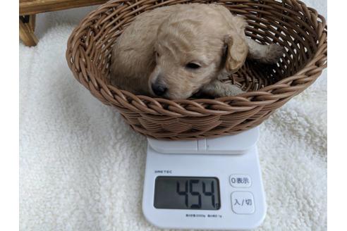 成約済の静岡県のトイプードル-81136の3枚目