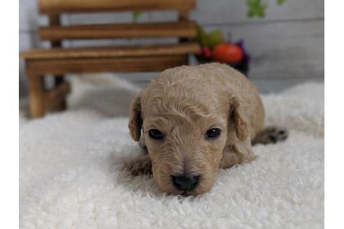 成約済の静岡県のトイプードル-81136の2枚目