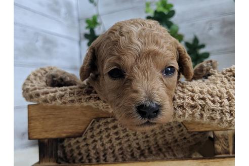 成約済の静岡県のトイプードル-81137の1枚目