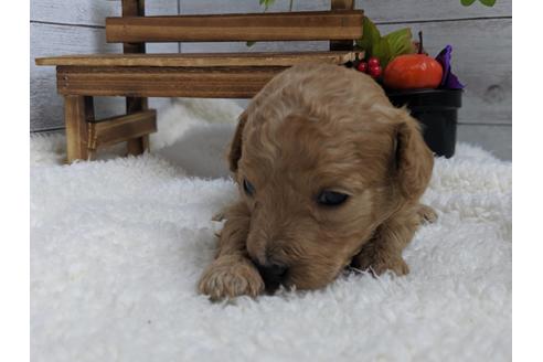 成約済の静岡県のトイプードル-81137の4枚目