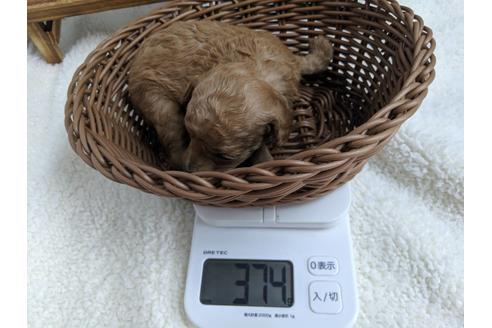 成約済の静岡県のトイプードル-81137の3枚目