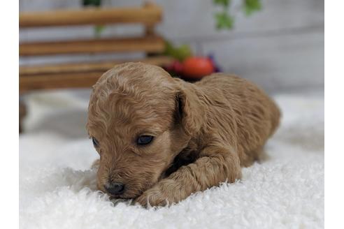 成約済の静岡県のトイプードル-81137の2枚目