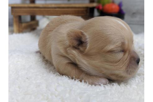 成約済の静岡県のチワワ(ロングコート)-81138の9枚目