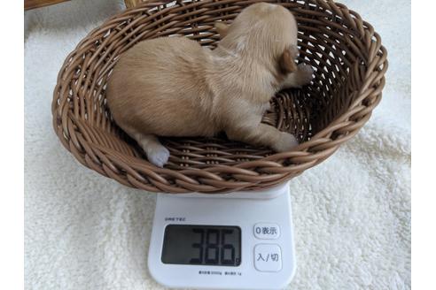 成約済の静岡県のチワワ(ロングコート)-81138の8枚目