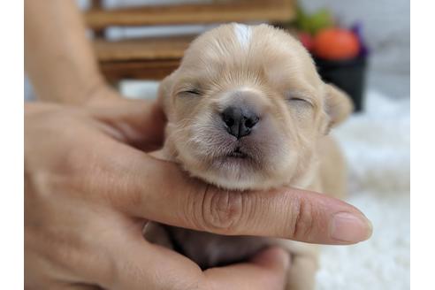 成約済の静岡県のチワワ(ロングコート)-81138の7枚目