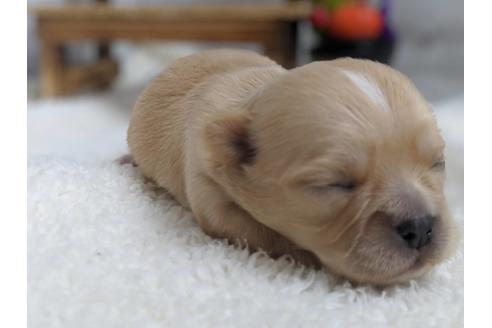 成約済の静岡県のチワワ(ロングコート)-81138の6枚目