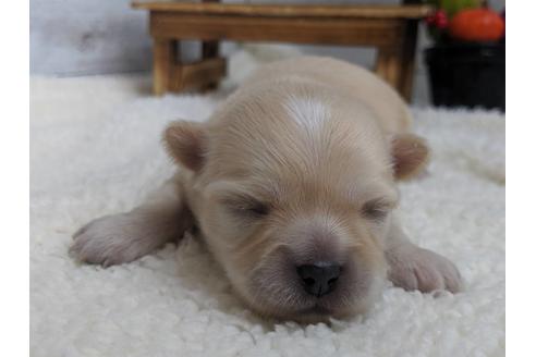 成約済の静岡県のチワワ(ロングコート)-81139の7枚目