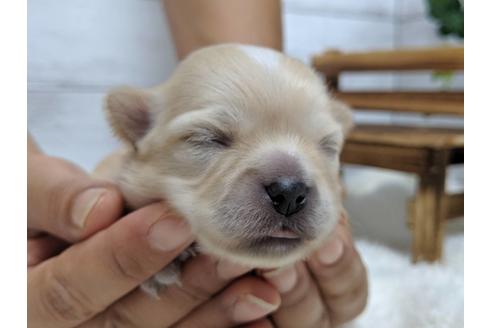 成約済の静岡県のチワワ(ロングコート)-81139の6枚目