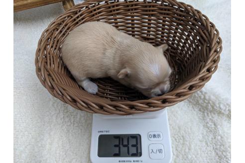 成約済の静岡県のチワワ(ロングコート)-81139の5枚目