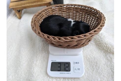 成約済の静岡県のチワワ(ロングコート)-81140の8枚目