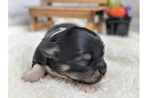 成約済の静岡県のチワワ(ロングコート)-81140の7枚目