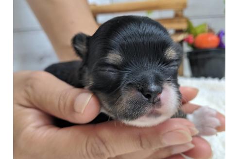 成約済の静岡県のチワワ(ロングコート)-81140の6枚目