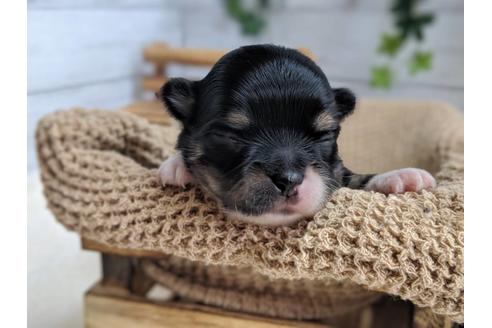 成約済の静岡県のチワワ(ロングコート)-81140の5枚目